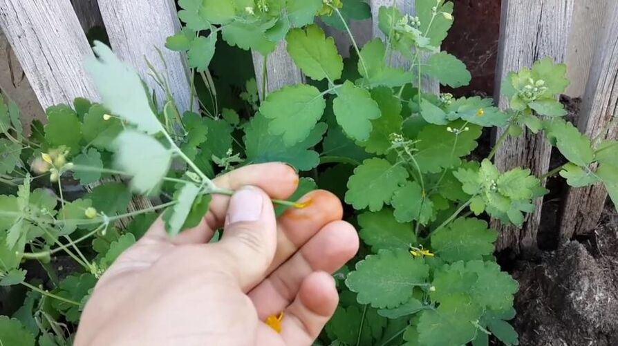 Jugo de celidonia para eliminar papilomas.